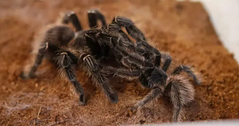 21620 desert tarantula image 1