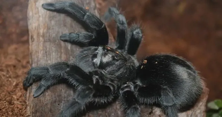 21620 desert tarantula image 2
