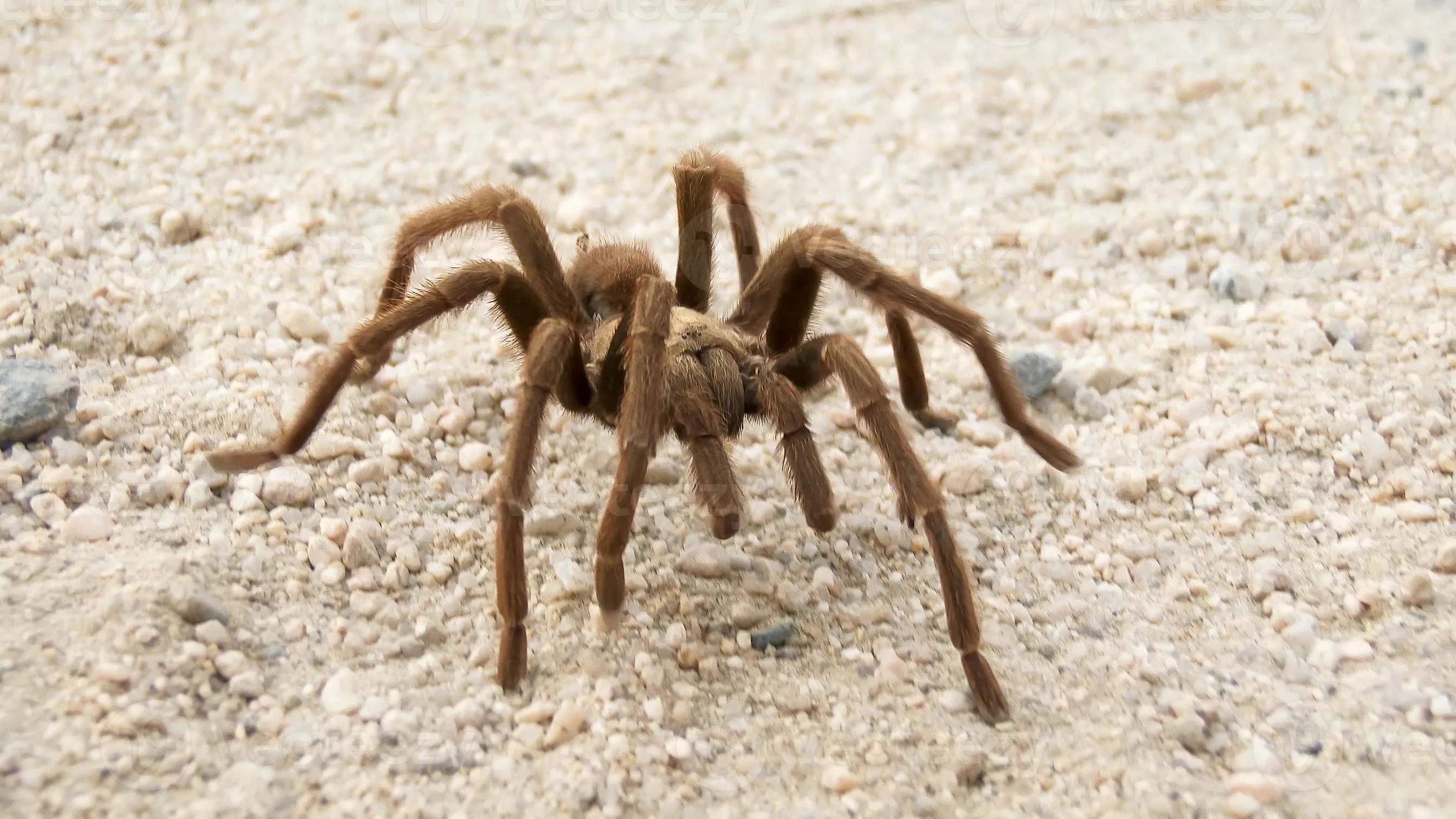 21620 desert tarantula image 3