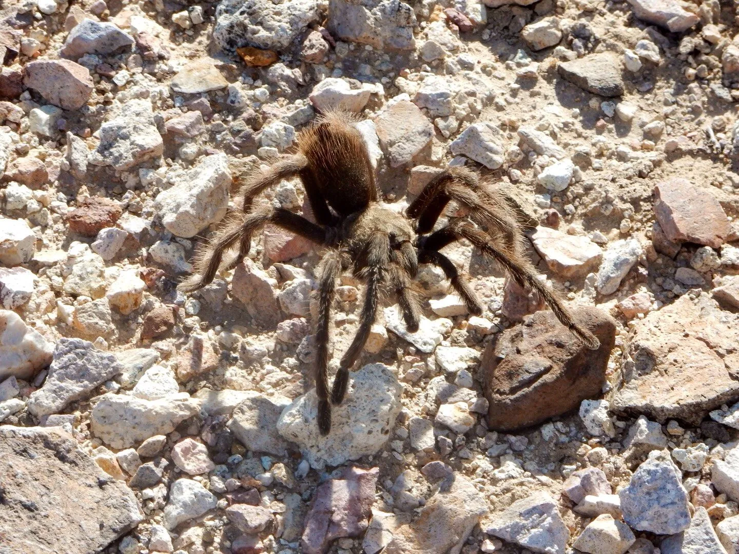 21620 desert tarantula image 4