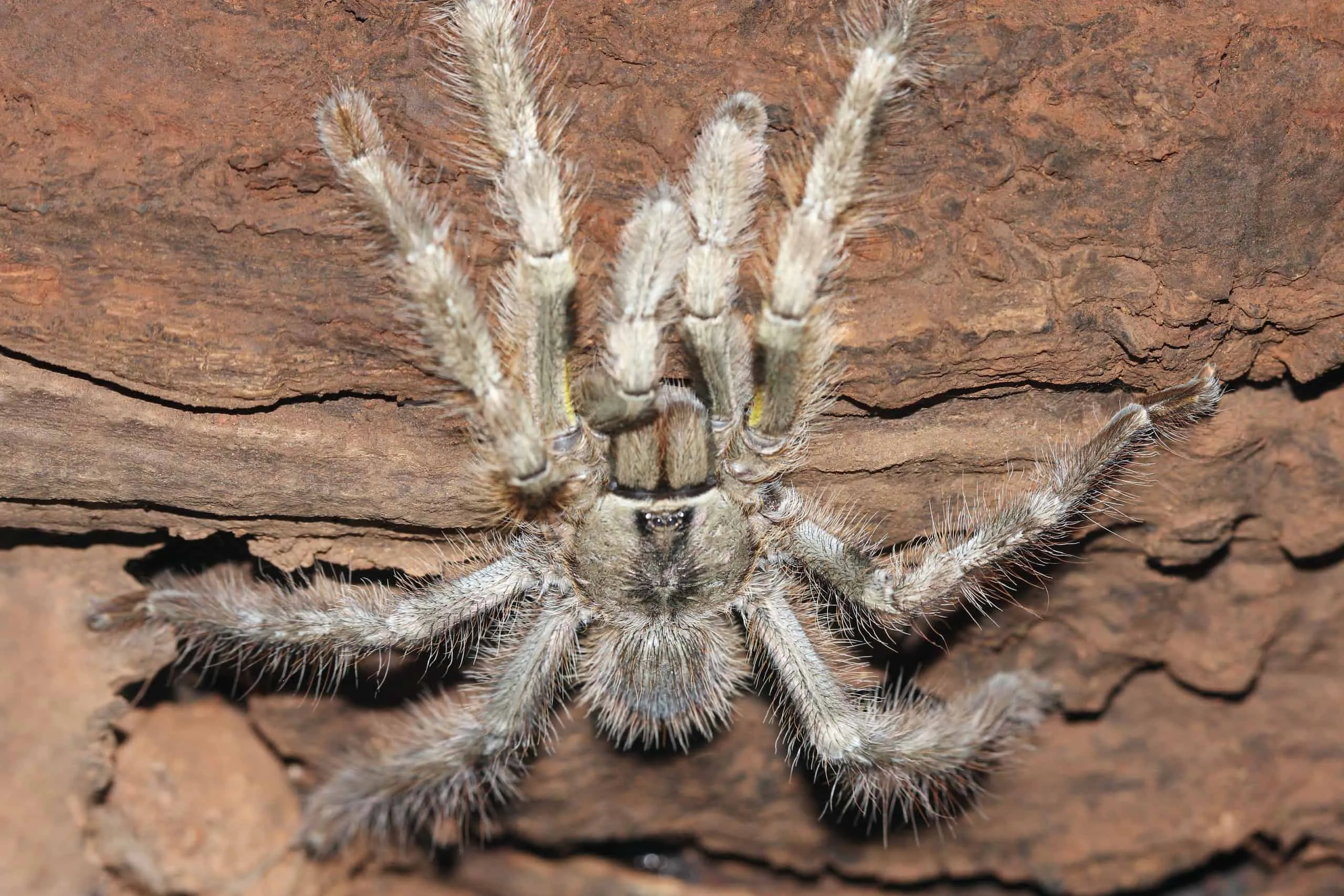 21620 desert tarantula image 5