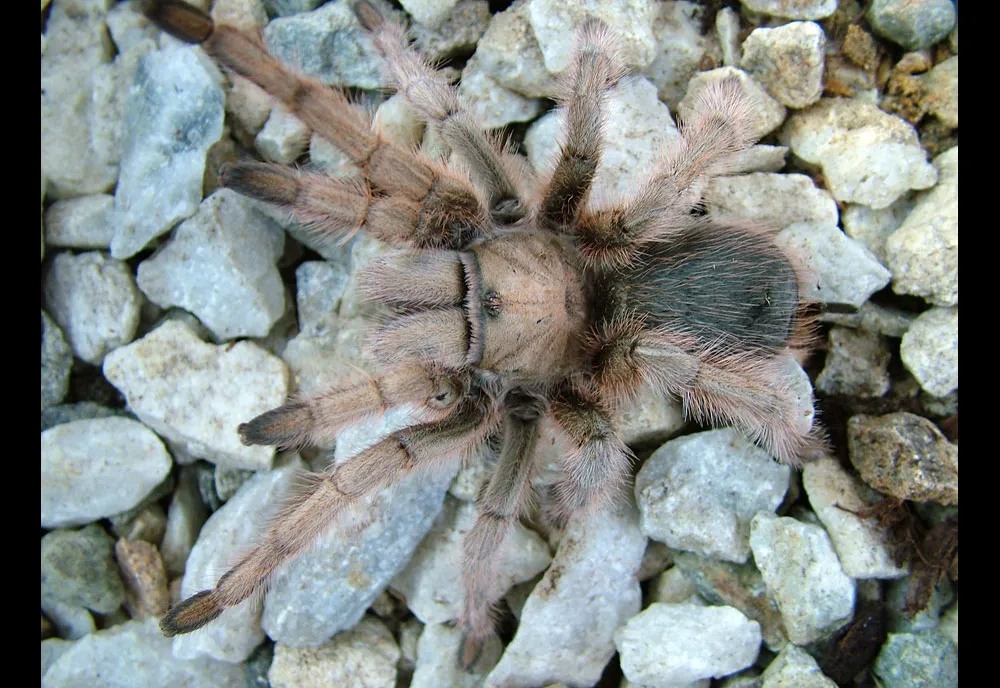 /img/21620-desert-tarantula-image-7.webp