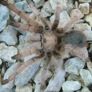 /img/21620-desert-tarantula-image-7.webp