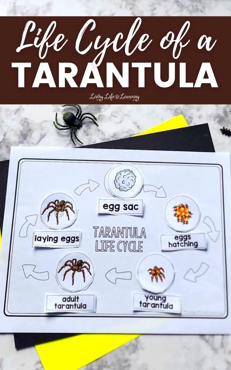 21623 adult tarantula