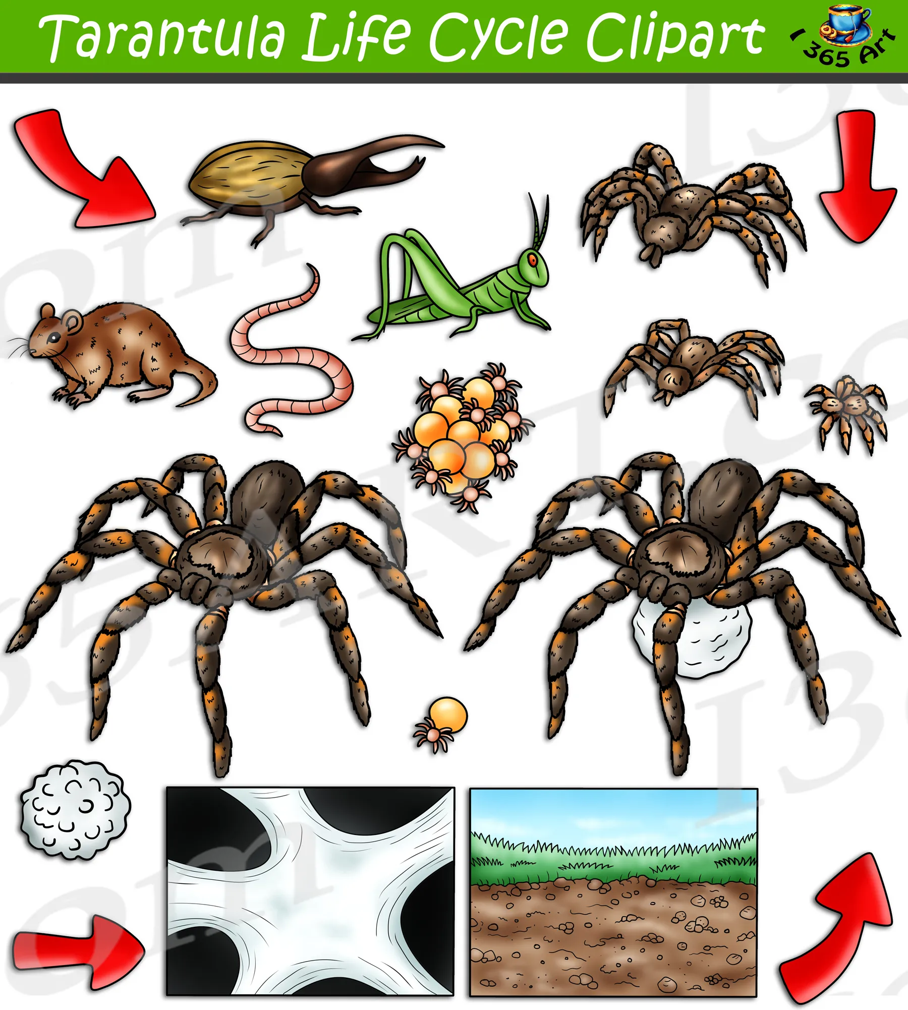 /img/21623-tarantula-habitat.webp