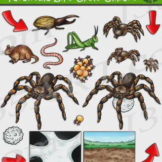 /img/21623-tarantula-habitat.webp