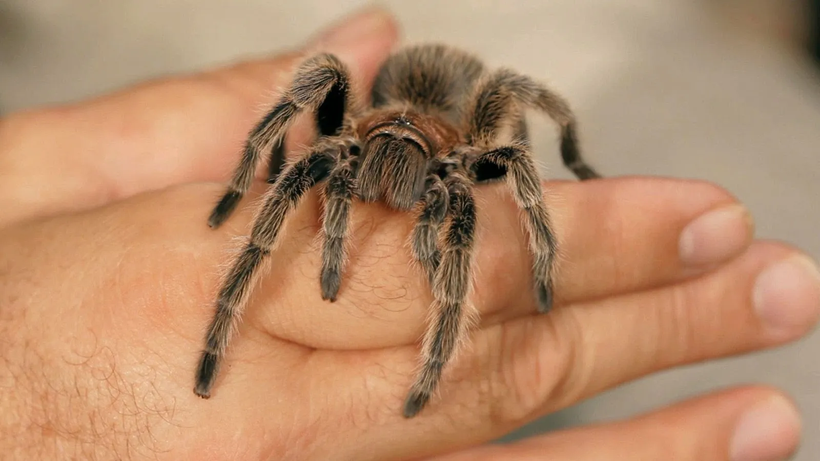 /img/21624-tarantula-companion.webp