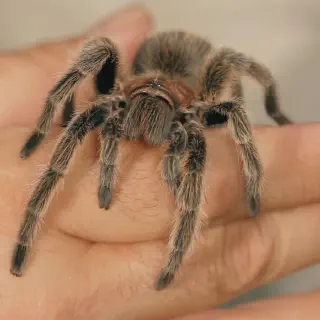 /img/21624-tarantula-companion.webp