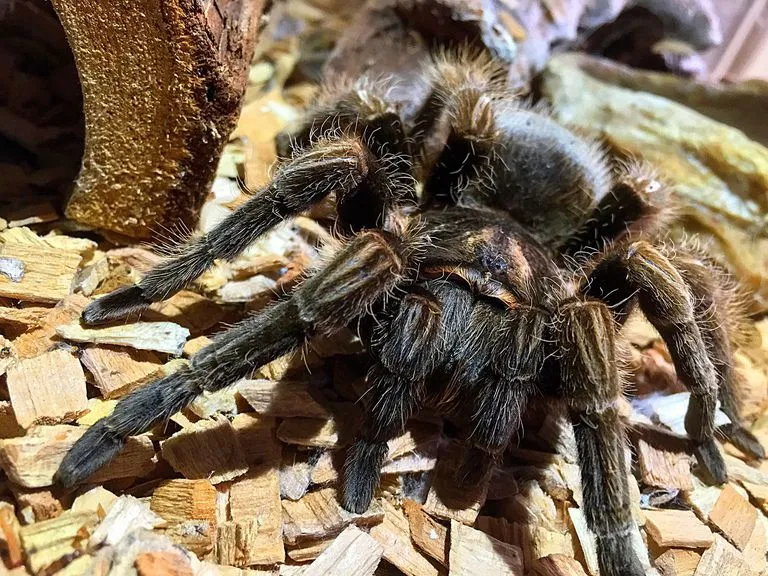 21624 tarantula enclosure cleaning
