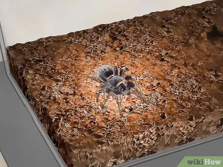 21624 tarantula enclosure setup