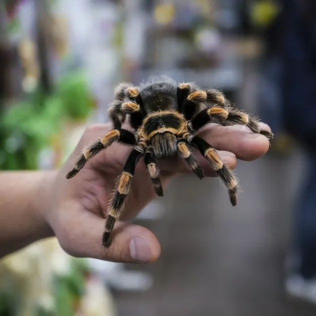 21624 tarantula handling safety