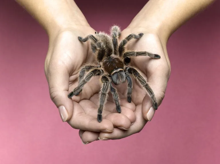 21624 tarantula health issues