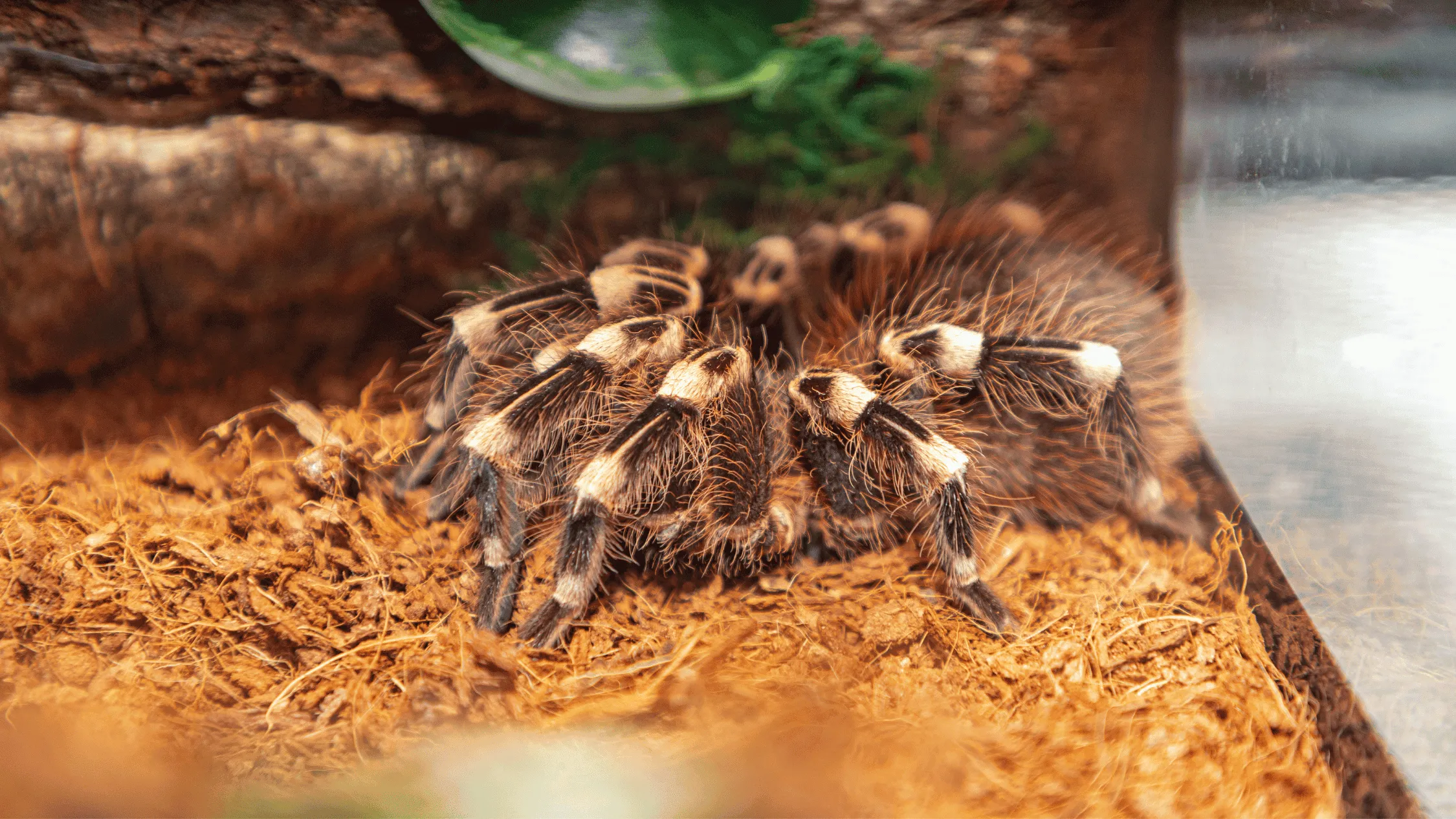 21624 tarantula molting process