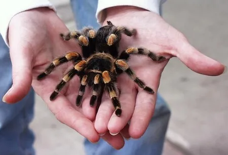 21624 tarantula species selection