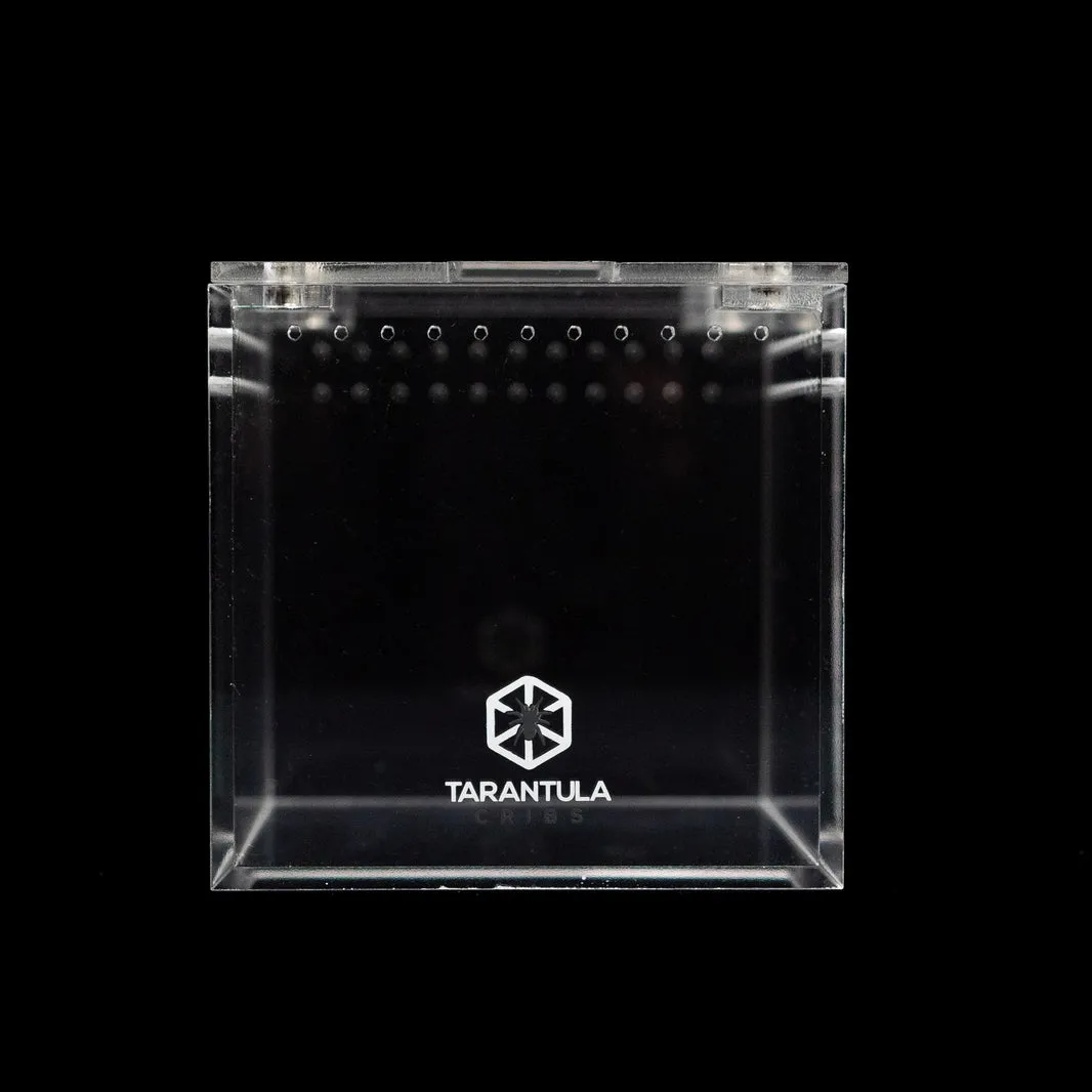 21626 small spiderling enclosure