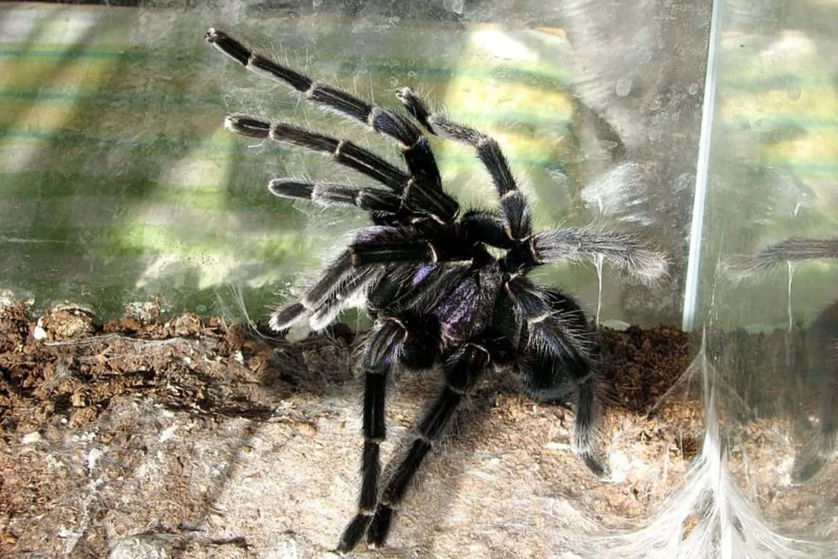 21626 tarantula enclosure setup