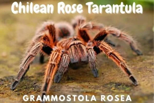21626 tarantula water dish
