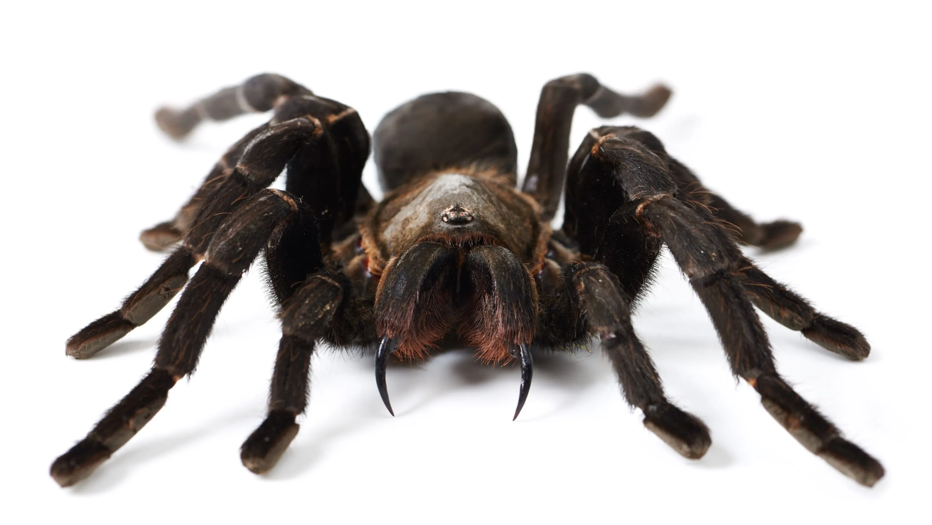 21627 tarantula spider colors