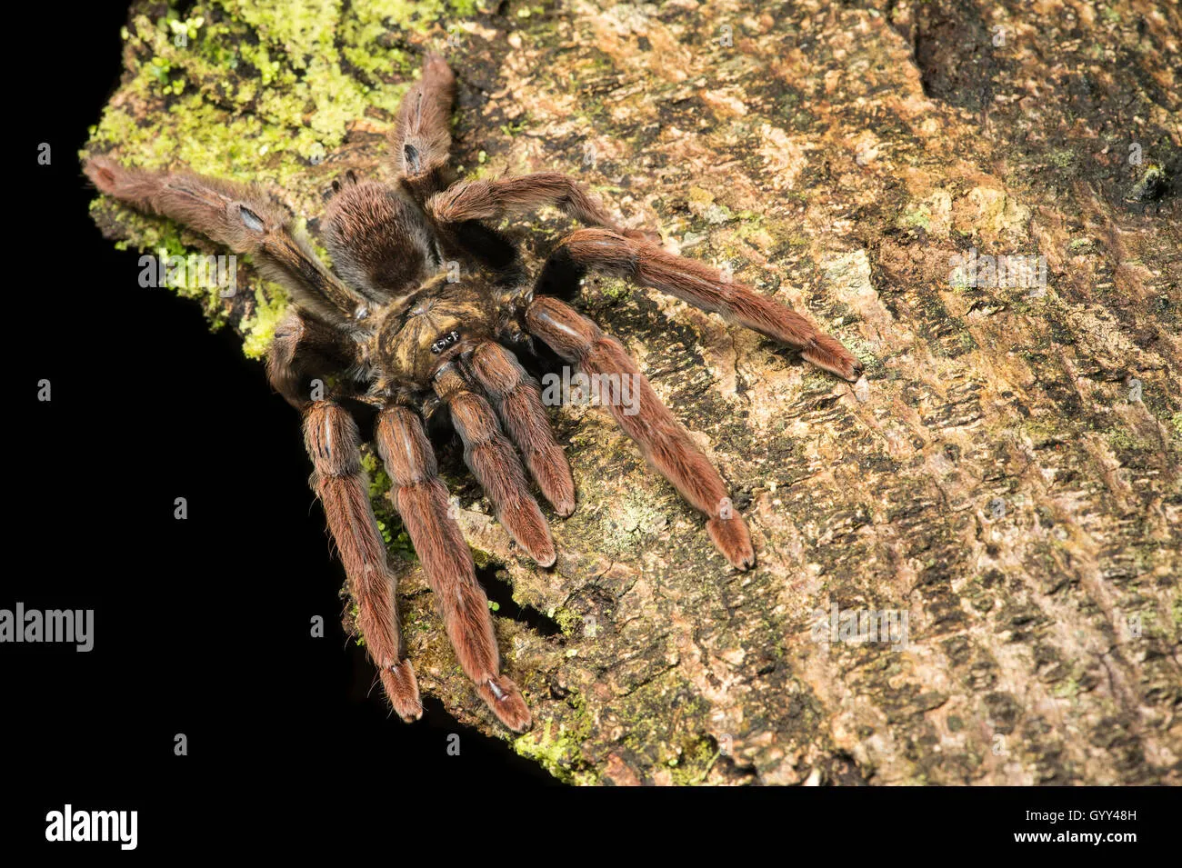 /img/21627-tarantula-spider-conservation.webp