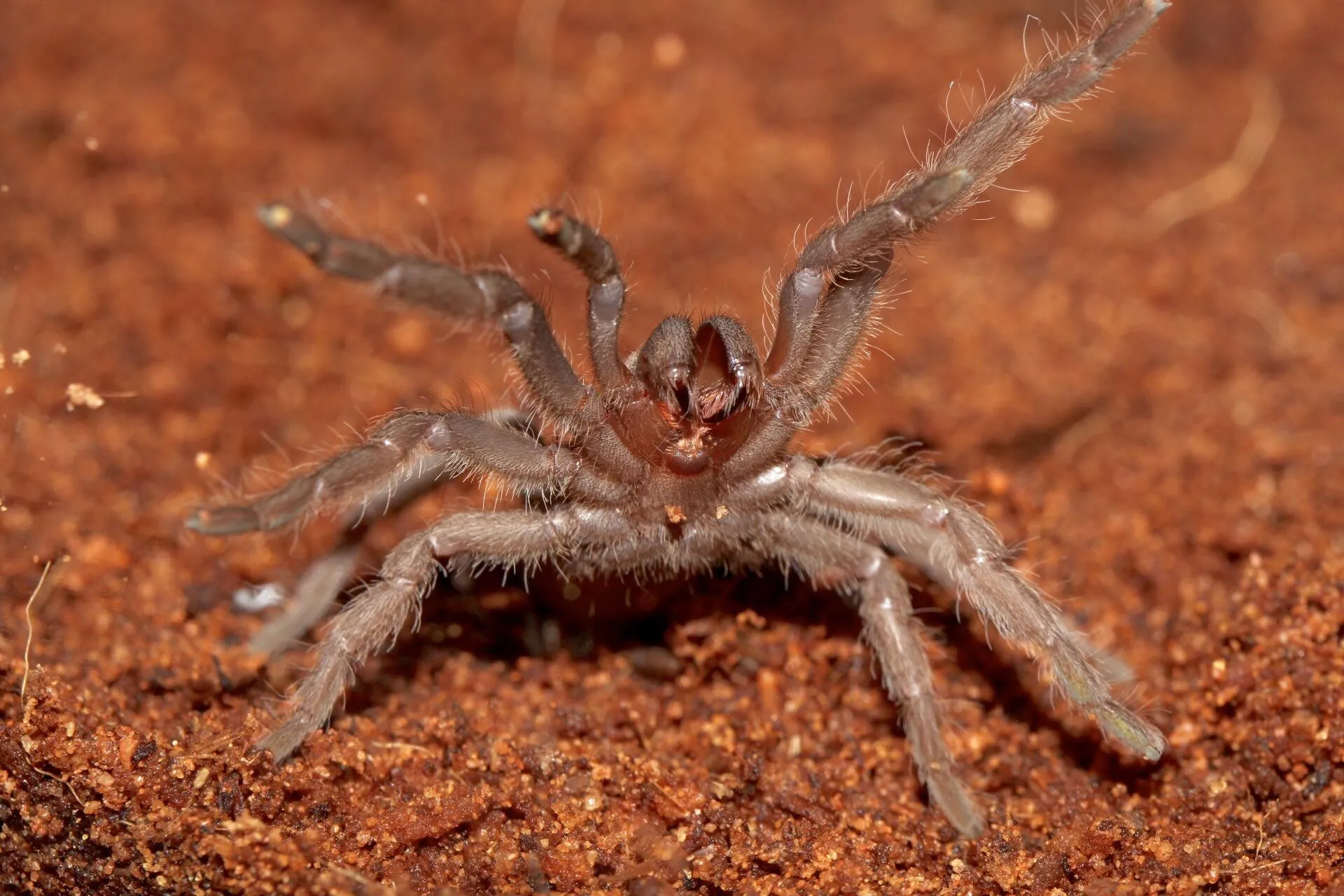 21627 tarantula spider defense