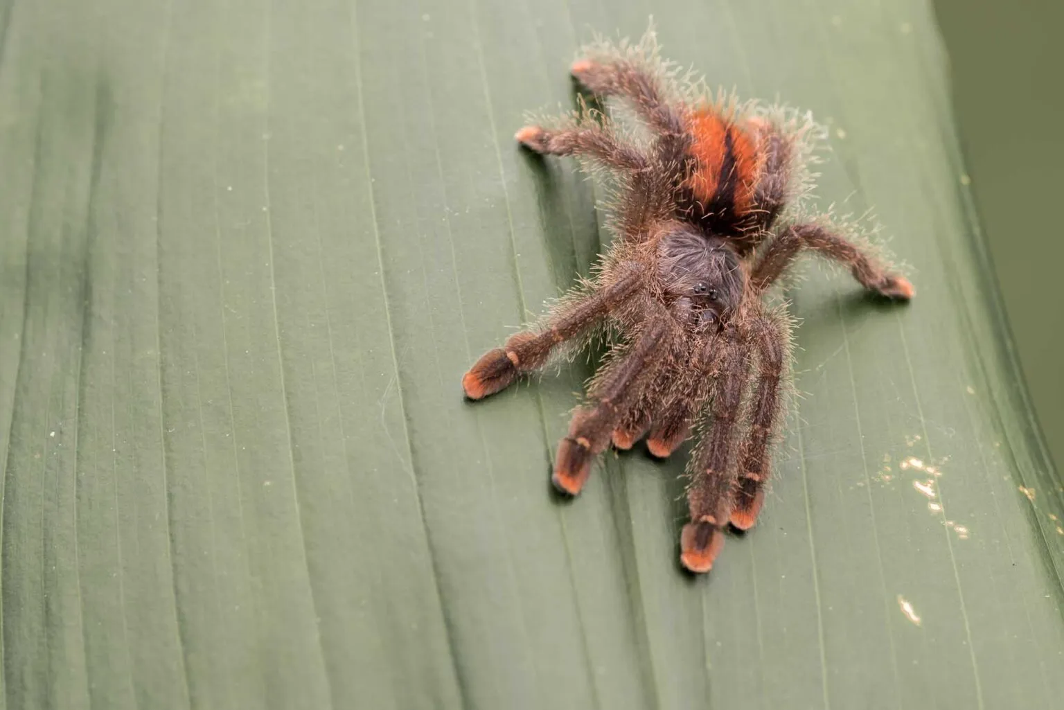 21627 tarantula spider pet