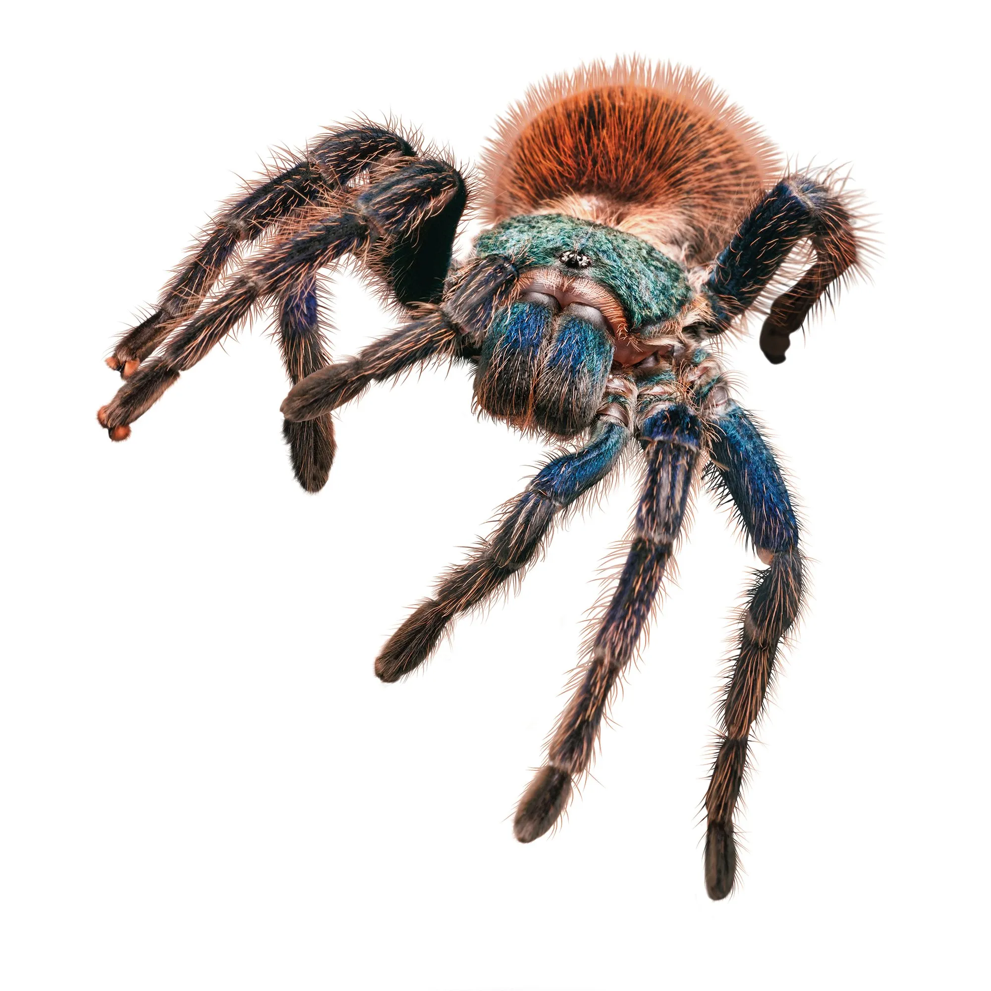 21630 choosing tarantula