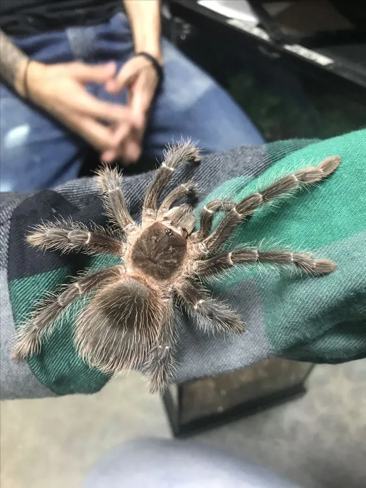 21630 tarantula cleaning