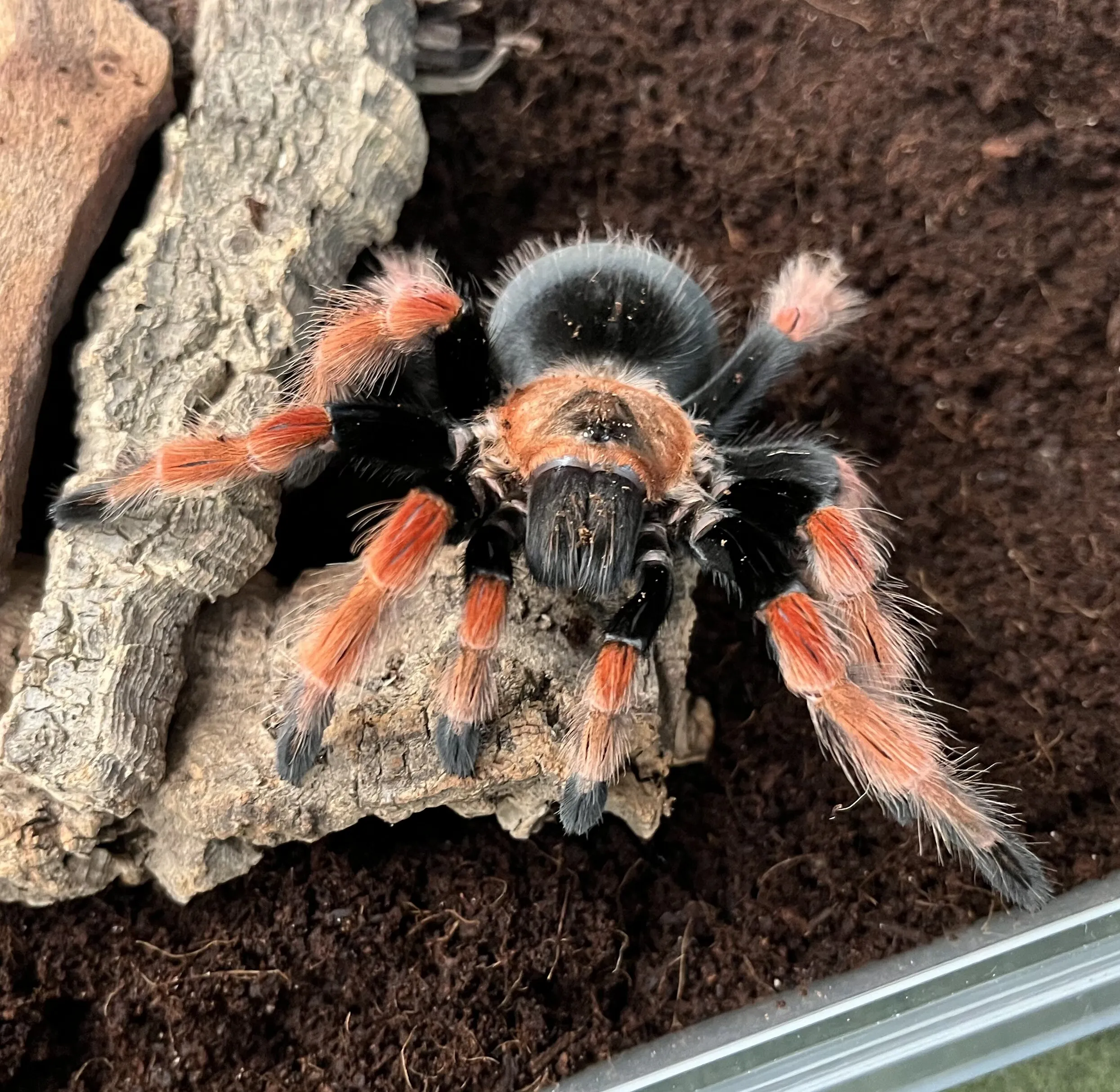 21630 tarantula feeding