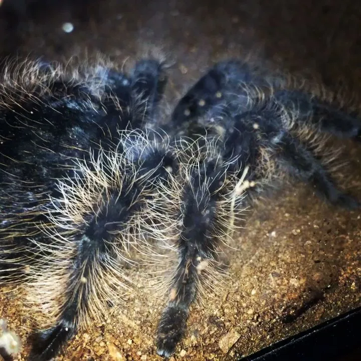 21630 tarantula seller