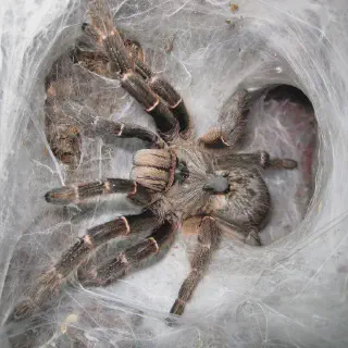 /img/21630-tarantula-species.webp