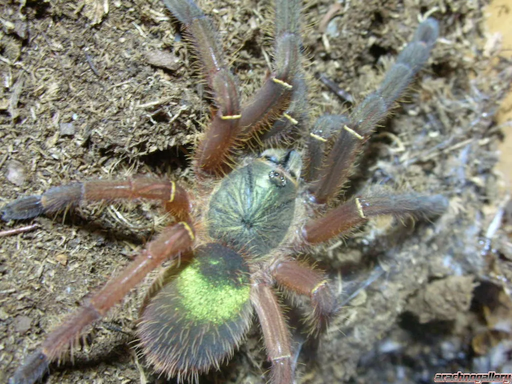 21632 tarantula color