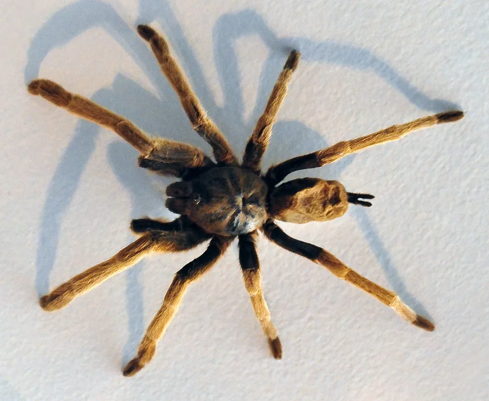 21632 tarantula habitat