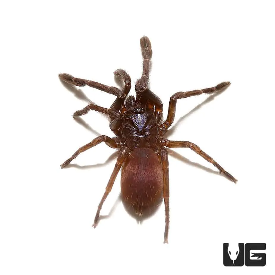 /img/21632-tarantula-misconceptions.webp