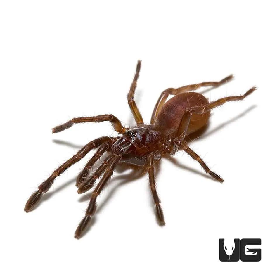 21632 tarantula observe