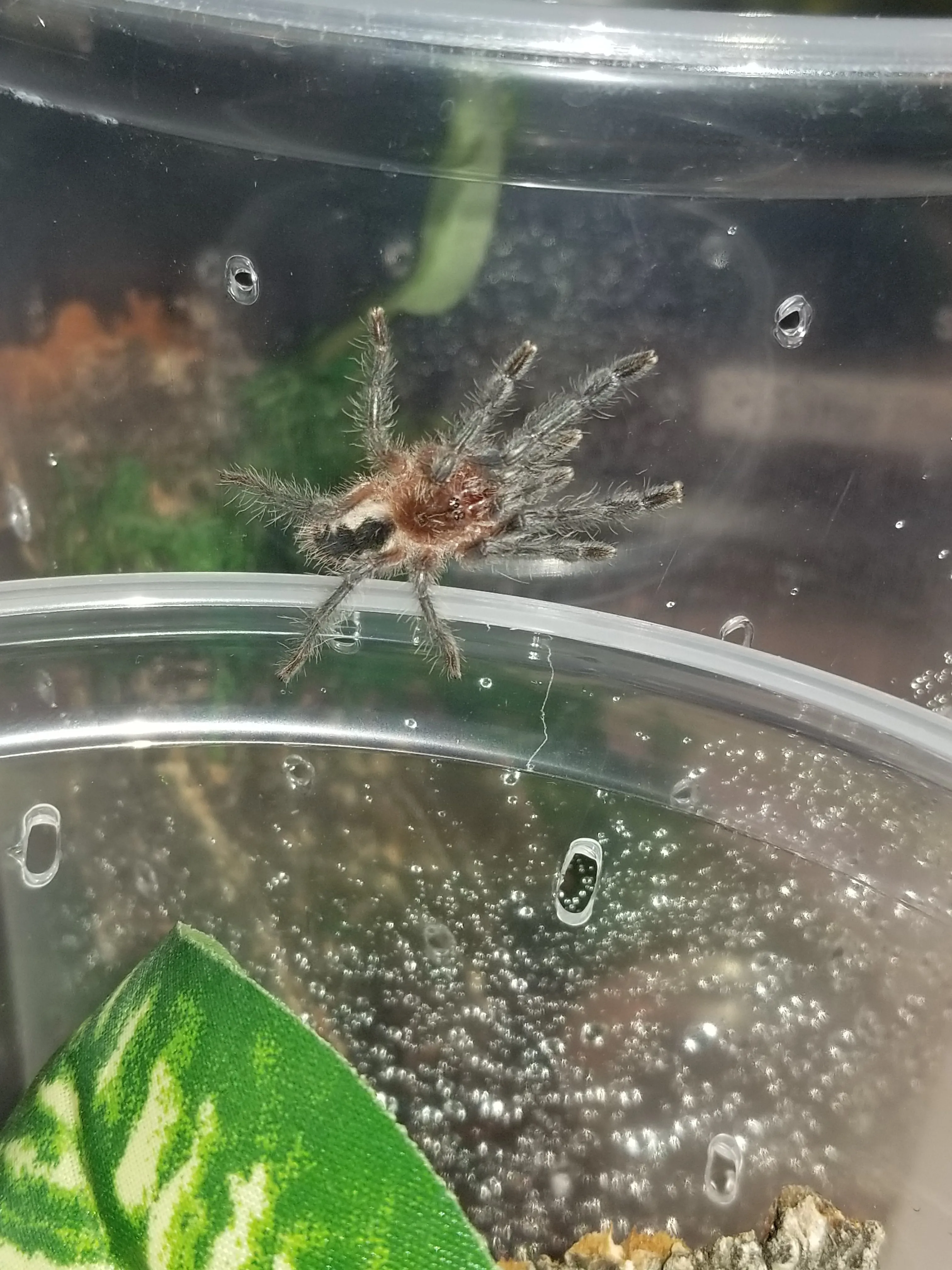 21632 tarantula safety