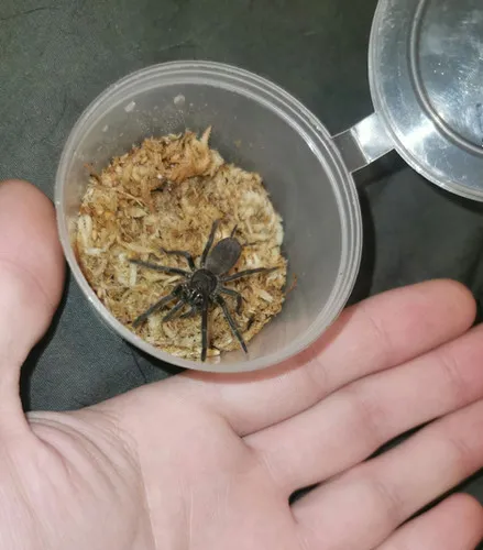 21634 tarantula upgrade substrate