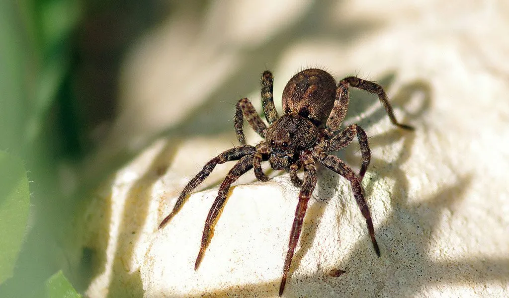 21637 tarantula spider anatomy