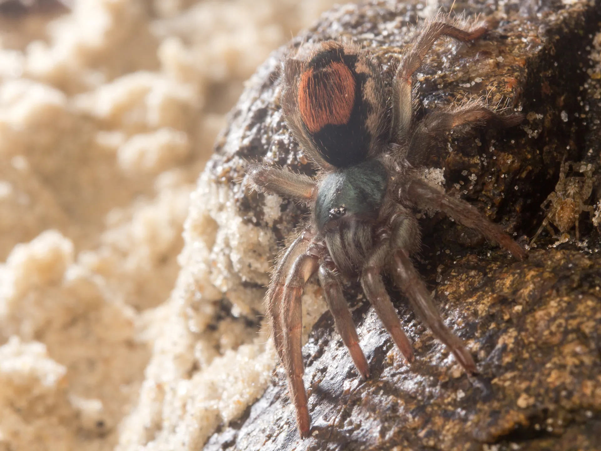21637 tarantula spider feeding
