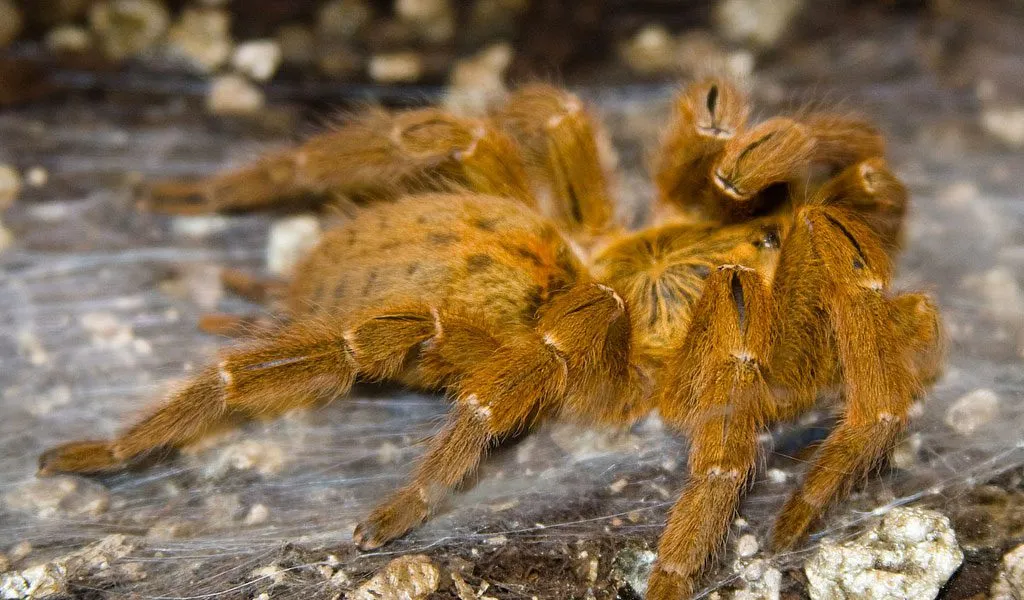 21637 tarantula spider habitat