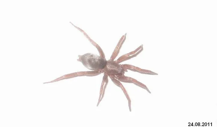 21637 tarantula spider molting