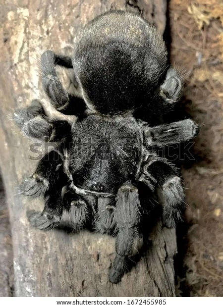 21637 tarantula spider overview