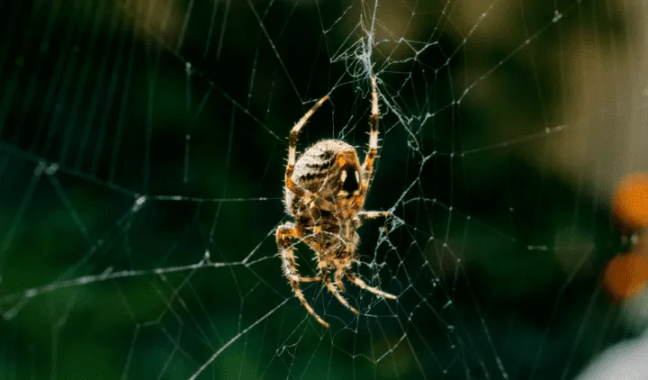 21637 tarantula spider species