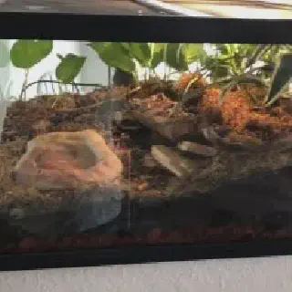 /img/21640-cleaning-tarantula-enclosure.webp