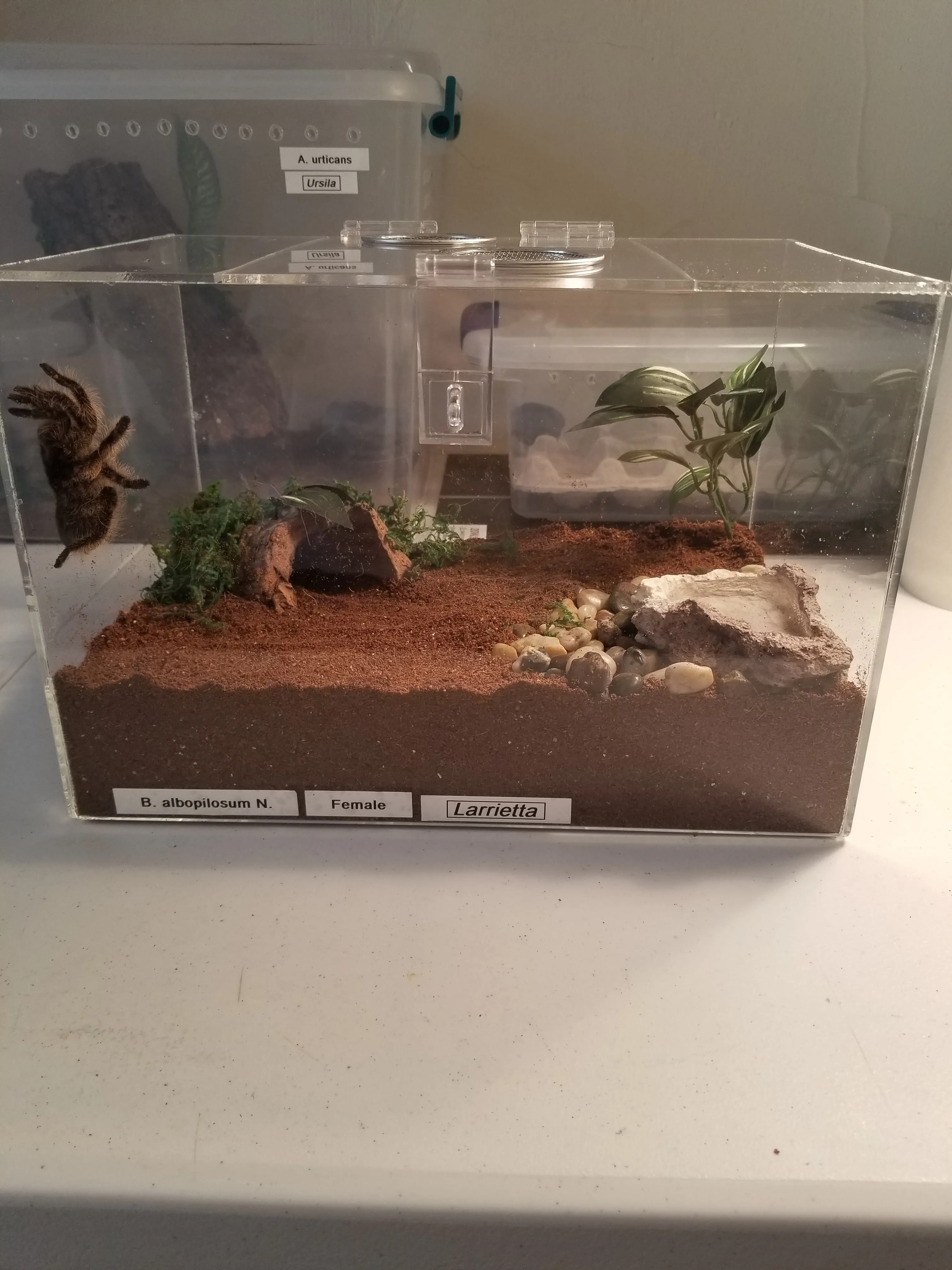 21640 diy tarantula enclosure