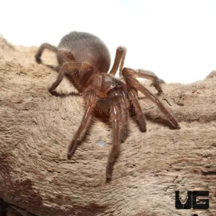 21641 tarantula enclosure