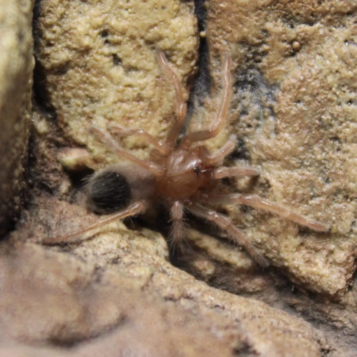 21641 tarantula feeding