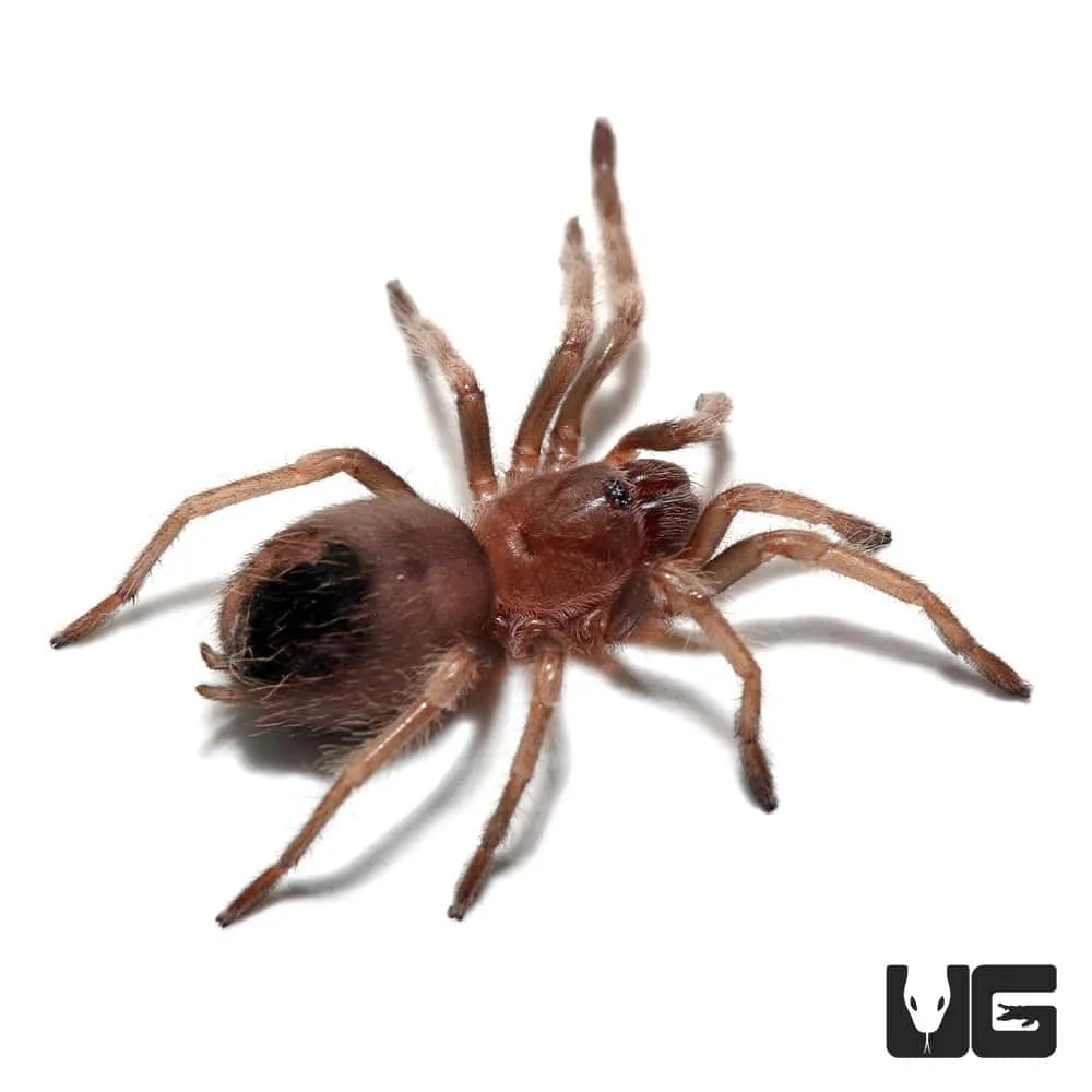 21641 tarantula handling
