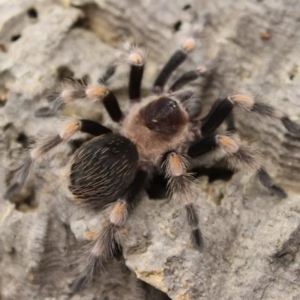 21641 tarantula molting