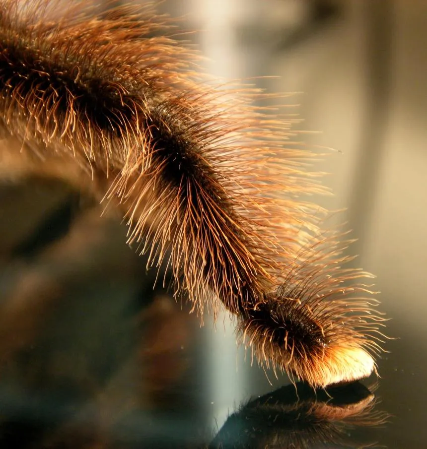 21645 tarantula climbing
