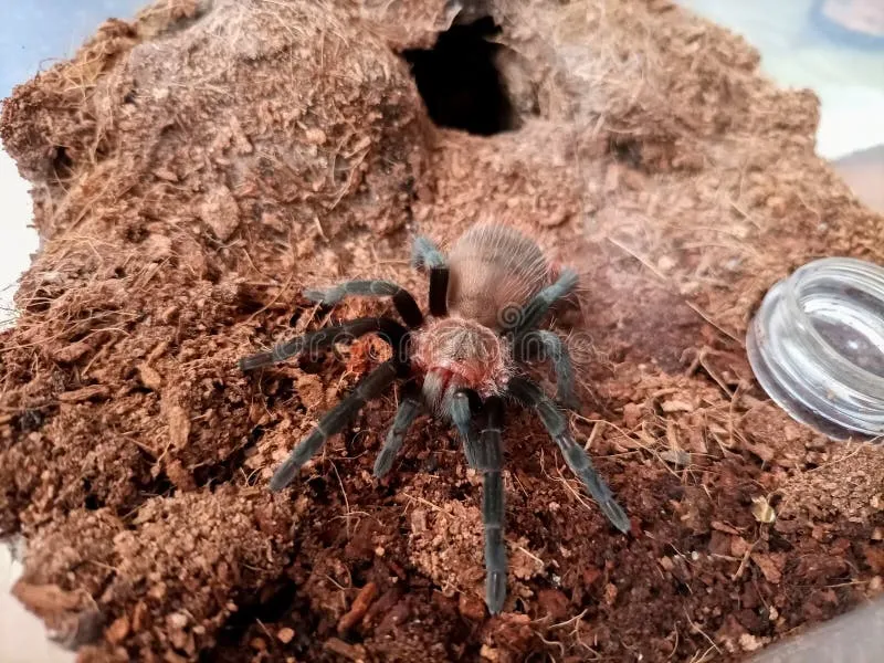 /img/21645-tarantula-evolution.webp